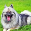 Adorable Keeshond Puppy Paint By Numbers