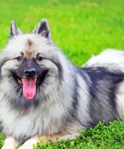 Adorable Keeshond Puppy Paint By Numbers