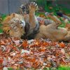 Autumn Lion In Leaves Paint By Numbers