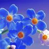 Beautiful Forget Me Nots Flowers Paint By Numbers