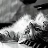 Black And White Cat And Piano Paint By Numbers