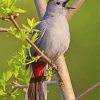 Catbird Singing On A Branch Paint By Number