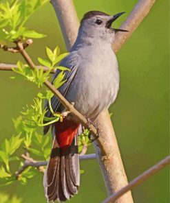 Catbird Singing On A Branch Paint By Number