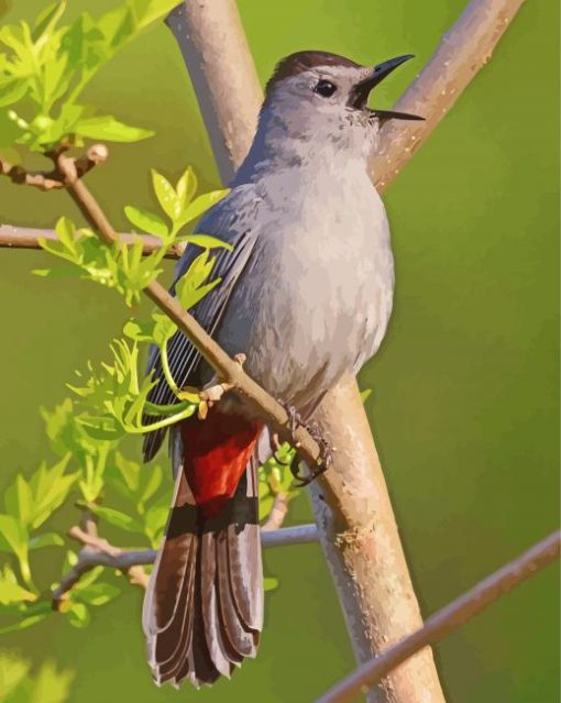 Catbird Singing On A Branch Paint By Number