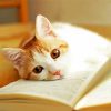 Cute Cats And Books Paint By Numbers