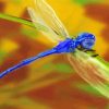 Damsel Fly Paint By Number