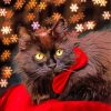 Fluffy Black Cat With Red Bow Tie Paint By Numbers