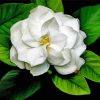 Gardenia Flowers Illustration Paint By Numbers