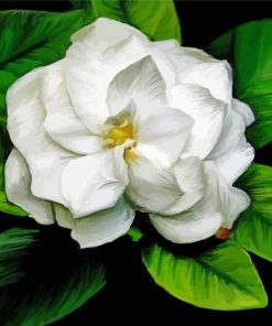 Gardenia Flowers Illustration Paint By Numbers