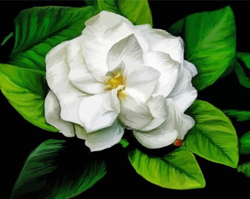 Gardenia Flowers Illustration Paint By Numbers