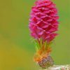 Larch Flower Paint By Numbers