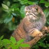 Manul Cat On Branch Paint By Numbers