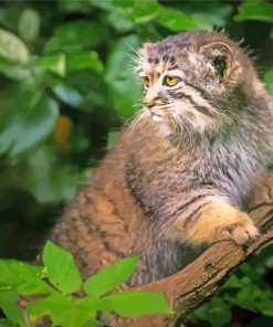 Manul Cat On Branch Paint By Numbers