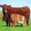 Shorthorns Paint By Number