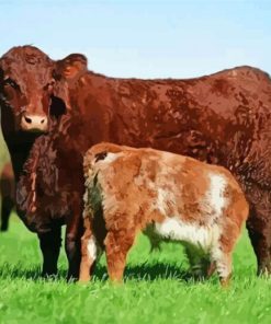 Shorthorns Paint By Number