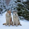 Wolves In The Snow Paint By Numbers