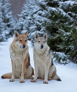 Wolves In The Snow Paint By Numbers