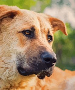 Anatolian Shepherd Dog Paint By Numbers