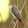 Asia Brown Flycatcher Paint By Numbers