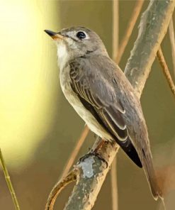 Asia Brown Flycatcher Paint By Numbers