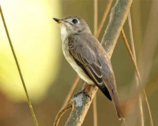 Asia Brown Flycatcher Paint By Numbers