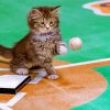 Baseball Cat Paint By Numbers