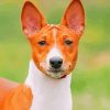 Basenji Dog Animal Paint By Numbers