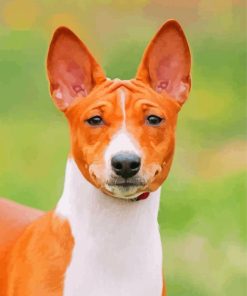 Basenji Dog Animal Paint By Numbers