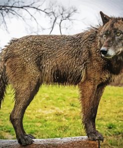 Black And Brown Wolf Paint By Numbers