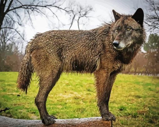 Black And Brown Wolf Paint By Numbers