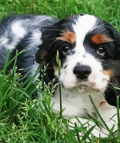 Black And White Cocker Spaniel Puppy Dog Paint By Numbers