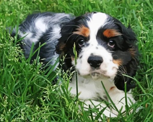 Black And White Cocker Spaniel Puppy Dog Paint By Numbers