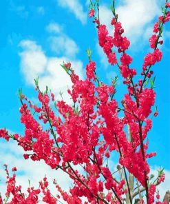 Blooming Peaches Tree Flowers Paint By Numbers