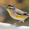 Close Up Pardalote Bird Paint By Numbers