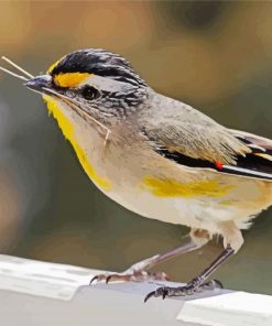 Close Up Pardalote Bird Paint By Numbers