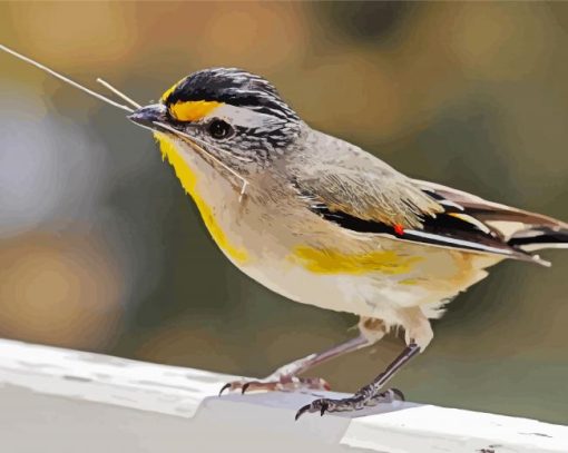 Close Up Pardalote Bird Paint By Numbers