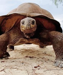 Close Up Seychelles Giant Tortoise Paint By Numbers