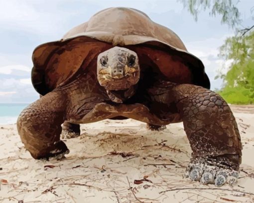 Close Up Seychelles Giant Tortoise Paint By Numbers