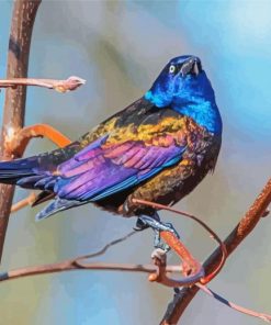 Common Grackle Bird Paint By Numbers