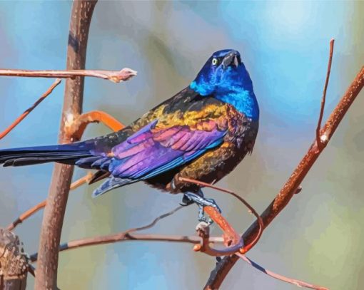 Common Grackle Bird Paint By Numbers