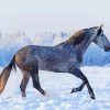 Dapple Horse In Snow Paint By Numbers