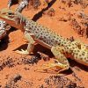 Desert Gecko Reptile Paint By Numbers