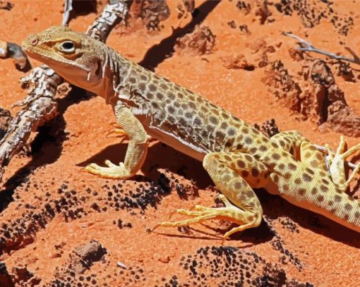 Desert Gecko Reptile Paint By Numbers