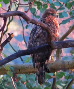 Hawks In A Forest Art Paint By Numbers