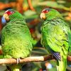 Kakariki Birds On Stick Paint By Numbers