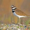 Killdeer Bird Paint By Numbers