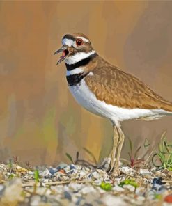 Killdeer Bird Paint By Numbers