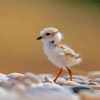 Little Piping Plover Paint By Numbers