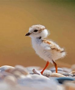 Little Piping Plover Paint By Numbers