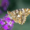 Painted Lady Insect Paint By Numbers